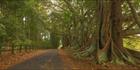 Norfolk Island Banyan - NSW T (PBH4 00 12023)